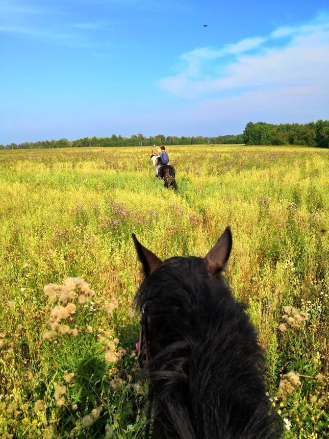 Прогулка на лошадях для пары — поймайте тишину и гармонию